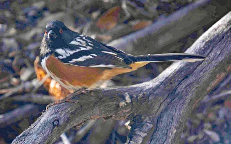 bird spotted towhee